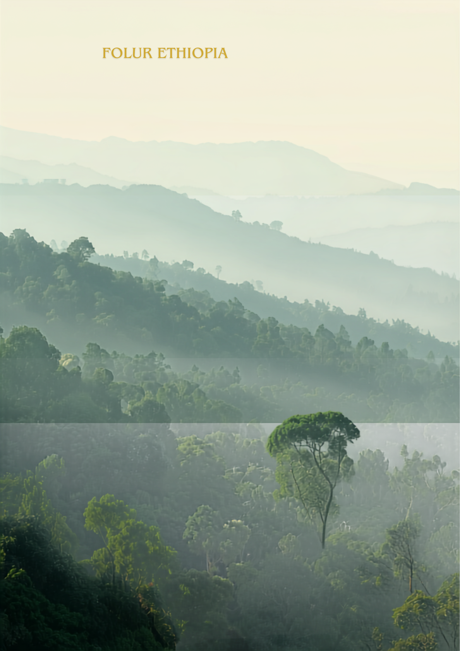 Forest Cover Change Analysis in Ethiopia’s Coffee Forest Systems: A Case Study of the 22 project Woredas
