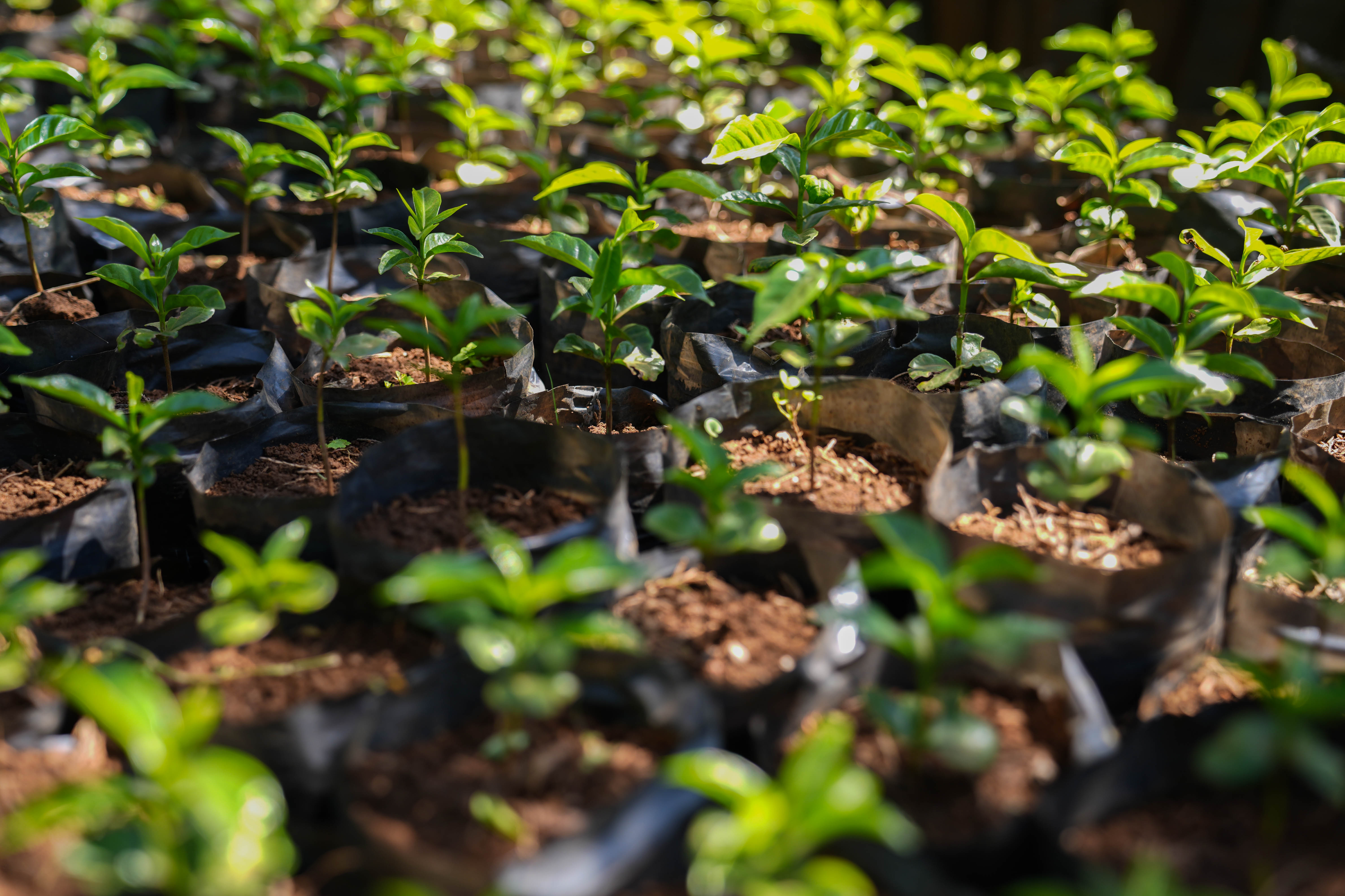 Coffee Shade Tree Manual